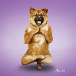 Yoga-dogs-1